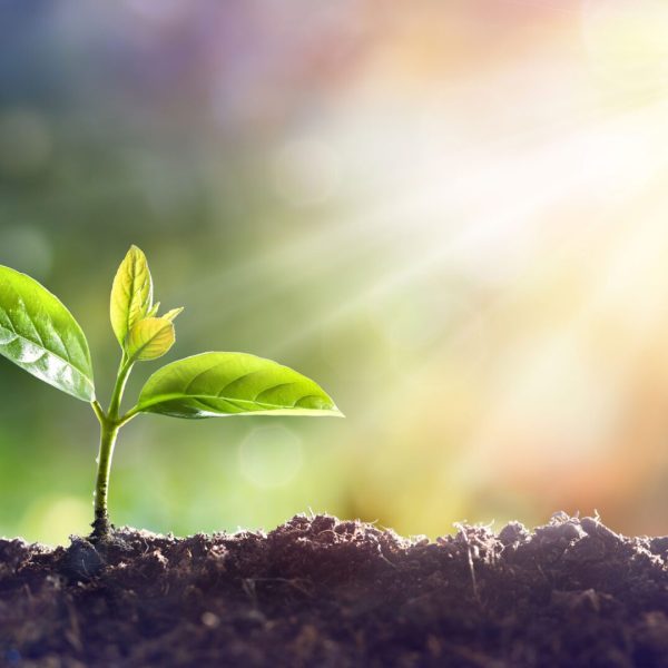 Oryzya, biostimulants à base de mycorhizes pour plantes